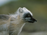 Portrait of an Arctic Fox in a Summer Coat