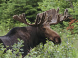 Bull Moose Among Tall Bushes