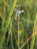 Close-up of a Dragonfly in Little Yosemite Valley