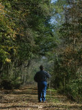 Hiker on a Woodland Trail