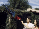 Two Women Give Food To a Red and Green Macaw in a City Garden