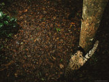 Ocelot Scratching a Tree Trunk Where a Jaguar Has Previously Been