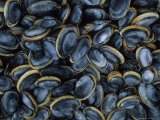 Pile of Steamer Clams  Part of the Catch of the Day