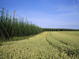 Barley and Hop Fields Grown For Beer