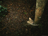 Ocelot Scratching a Tree Trunk Where a Jaguar Has Previously Been