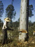 Man with an Ax in Hand Cuts Down a Eucalyptus Tree
