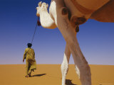 Tuareg Guide Leads His Camel into the Desert