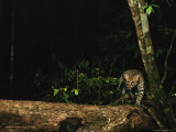 Ocelot Walking Along a Fallen Tree in a Forest