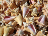 Patterned-Stack of Colorful Queen Conch Shells