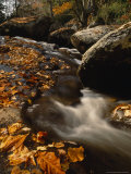 Fox Creek and Autumn Leaves in the Jefferson National Forest
