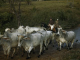 Governor of Minas Gerais Drives His Cattle During Roundup Time