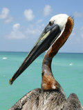 Personable Pelican Portrait Along Florida's Coastline