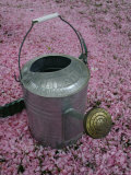 Garden-Watering Can on a Pink Sea of Fallen Cherry Blossoms