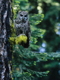 Spotted Owl Perched on a Mossy Tree Branch