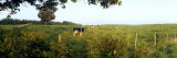 Cattle Graze in a Pasture in Rural North Carolina