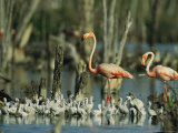 Pair of Flamingos and a Flock of Chicks in a Rookery