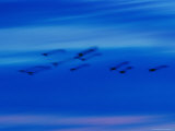 Birds in Flight in a Blue Twilight Sky