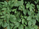 Close View of Hop Vines