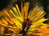 Close View of a Pine Bough in Tuolumne Meadows