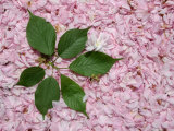 Burst of Green Leaves on a Pink Carpet of Japanese Cherry Blossoms
