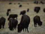 Herd of Bison Graze on the Prairie at Twin Pine Ranch