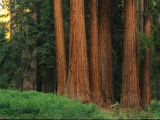 Trunks of Giant Sequoia Trees in the Mariposa Grove