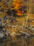 Trout Fisherman in the North Fork of the Potomac River