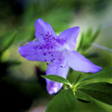 Close View of an Azalea Blossom