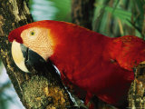 Close View of a Macaw Perched in a Tree