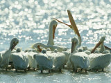 Vocalizing American White Pelican