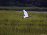 White Heron in Flight over Marsh Grasses