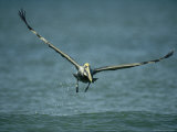Brown Pelican in Flight over Water