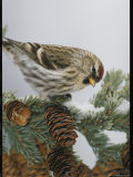 Redpoll Finch Perched on a Snow-Dappled Fir Branch with Cones