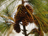 Cluster of Long Leaf Pine Needles and Cones