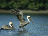 Pair of Brown Pelicans Land on a Salt Water Lagoon