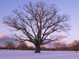 Lone Oak Tree in Delaware Park