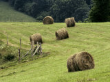 Rolls of Cut Hay Dot a Field on a North Carolina Farm