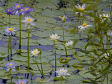 Water Lilies in Bloom