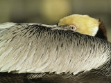 Brown Pelican with Its Head Tucked Behind Its Wing