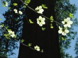 Branches of Dogwood Blossoms Lit by the Sun