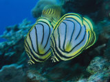 Pair of Meyer's Butterflyfish Swimming Along a Reef Wall