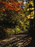 Maple Trees Along the Roy Gap Road Trail