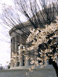 Cherry Blossoms Frame the Jefferson Memorial