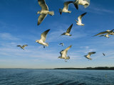 Group of Gulls Flying over Water
