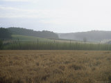 Barley and Hops Get Ready To Become Beer One Early Morning Summer Day