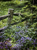 Foliage Covers a Wood Fence in Long Branch Nature Center