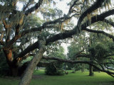 Live Oak Trees Draped with Spanish Moss