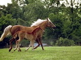 Mare Runs with Her Foal Through a Pasture
