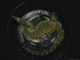 Nile Monitor Lizard in the Wild is Captured For Study