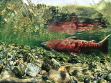 Chinook Or King Salmon in a Clear Alaska Stream